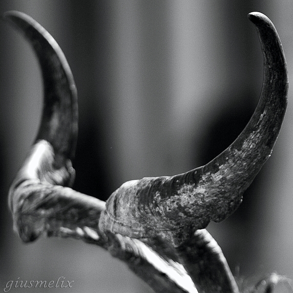 Nuoro, Redentore 2007 - (IMG_1295_1).jpg